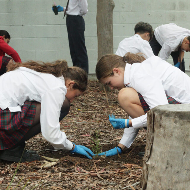 Science week - Year 8 Indigenous garden